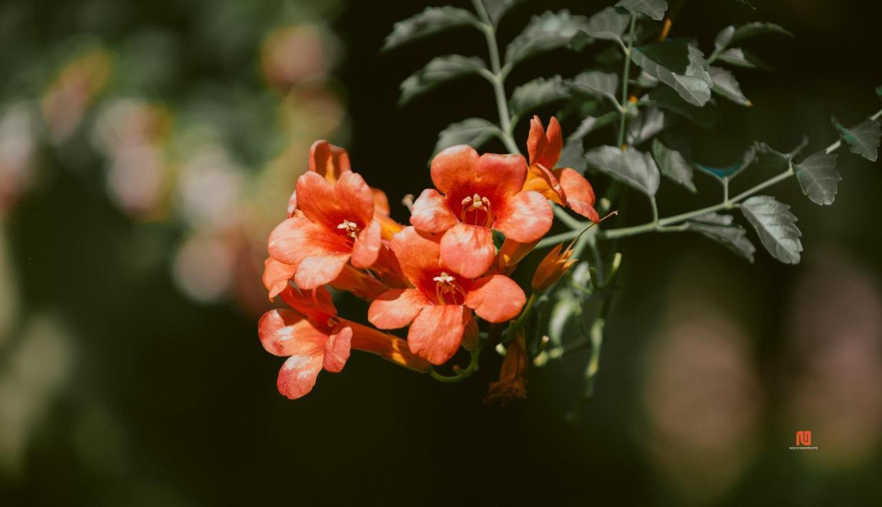 Tam Tinh Vien Homestay Huế Kültér fotó